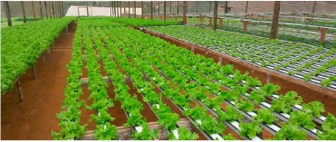 Horta de Senador Canedo inicia instalação de cultivo hidropônico