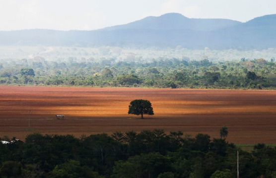 Destruição do Cerrado favorece dengue
