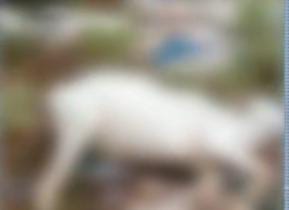 Queda de raio em fazenda mata cerca de 30 vacas