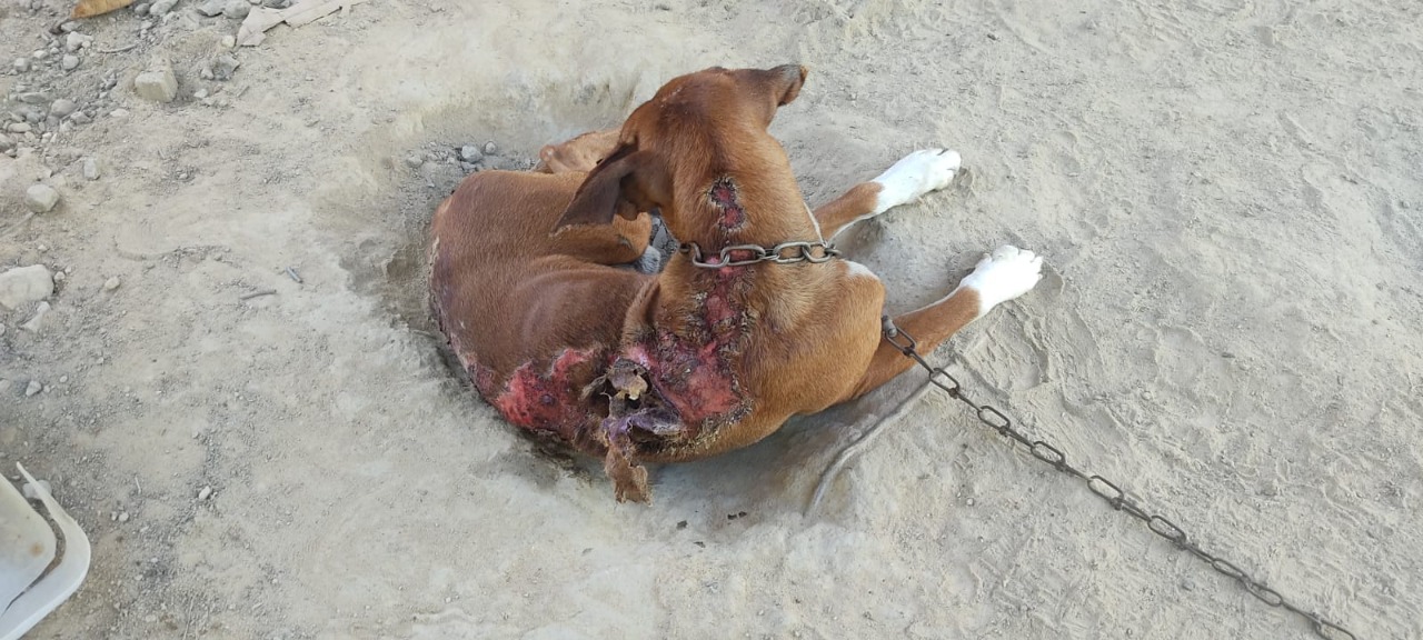Suspeito de maus-tratos a cachorro é investigado em Goiás