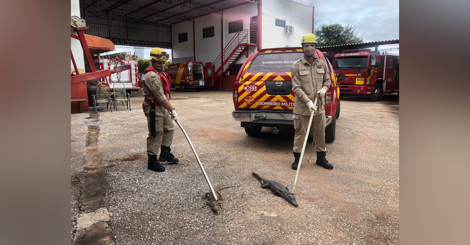 Bombeiros capturam jacarés na orla da Lagoa Grande