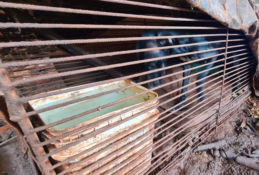 Homem é preso por maus-tratos contra animais