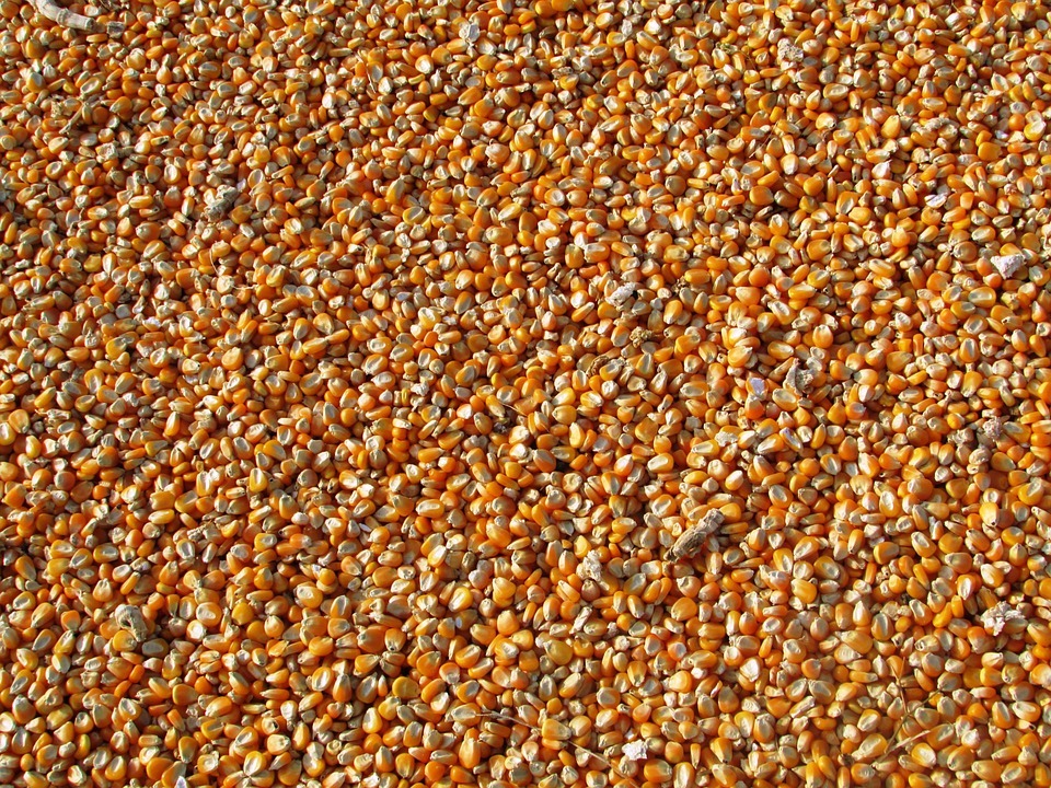 Alta dos grãos deve impactar carnes e aves