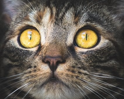 Após morder cinco pessoas gato morre por raiva em Goiânia