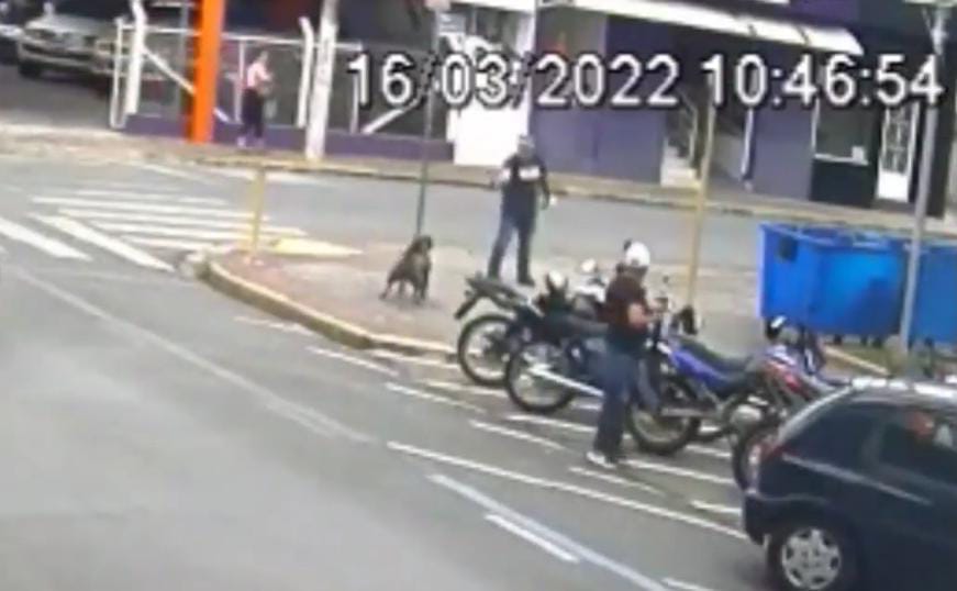 Cadela escapa após dono deixar portão aberto e é baleada no meio da rua