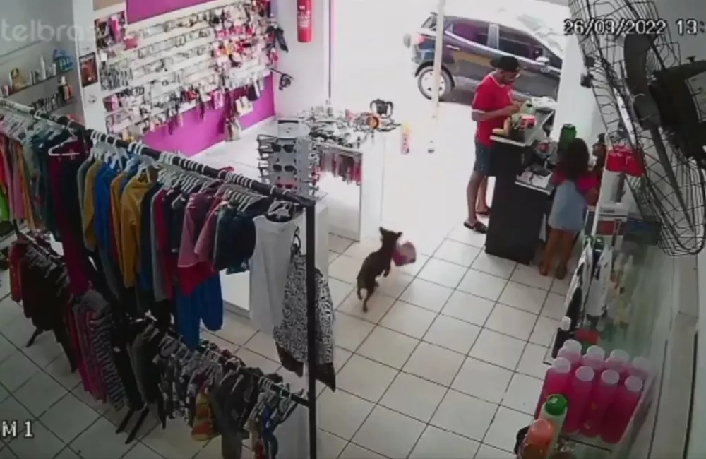 Cachorro é flagrado 'furtando' ursinho de pelúcia em loja