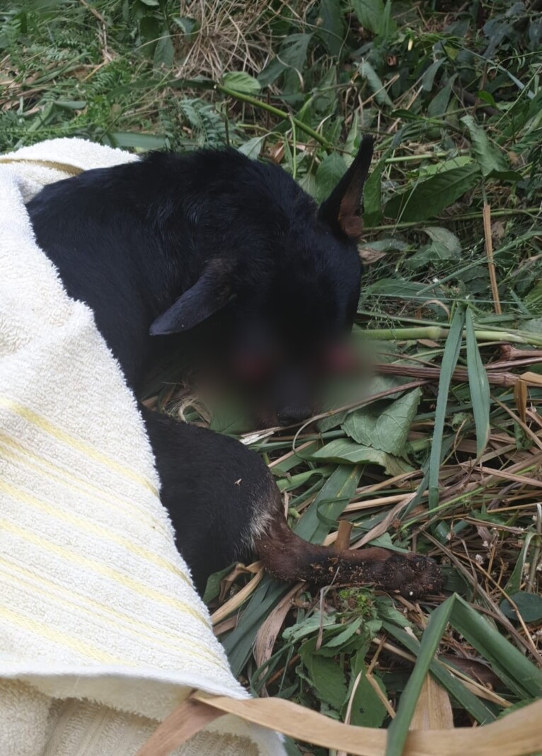 Cachorro jogado em córrego é resgatado e autores são indiciados por maus-tratos