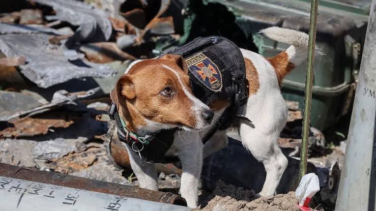 Patron, conheça o cão que procura minas deixadas pelos russos, vira mascote do país