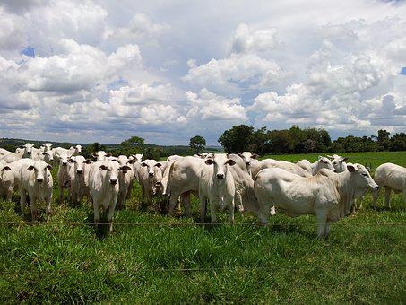 Fiscais federais agropecuários aprovam indicativo de greve em assembleia