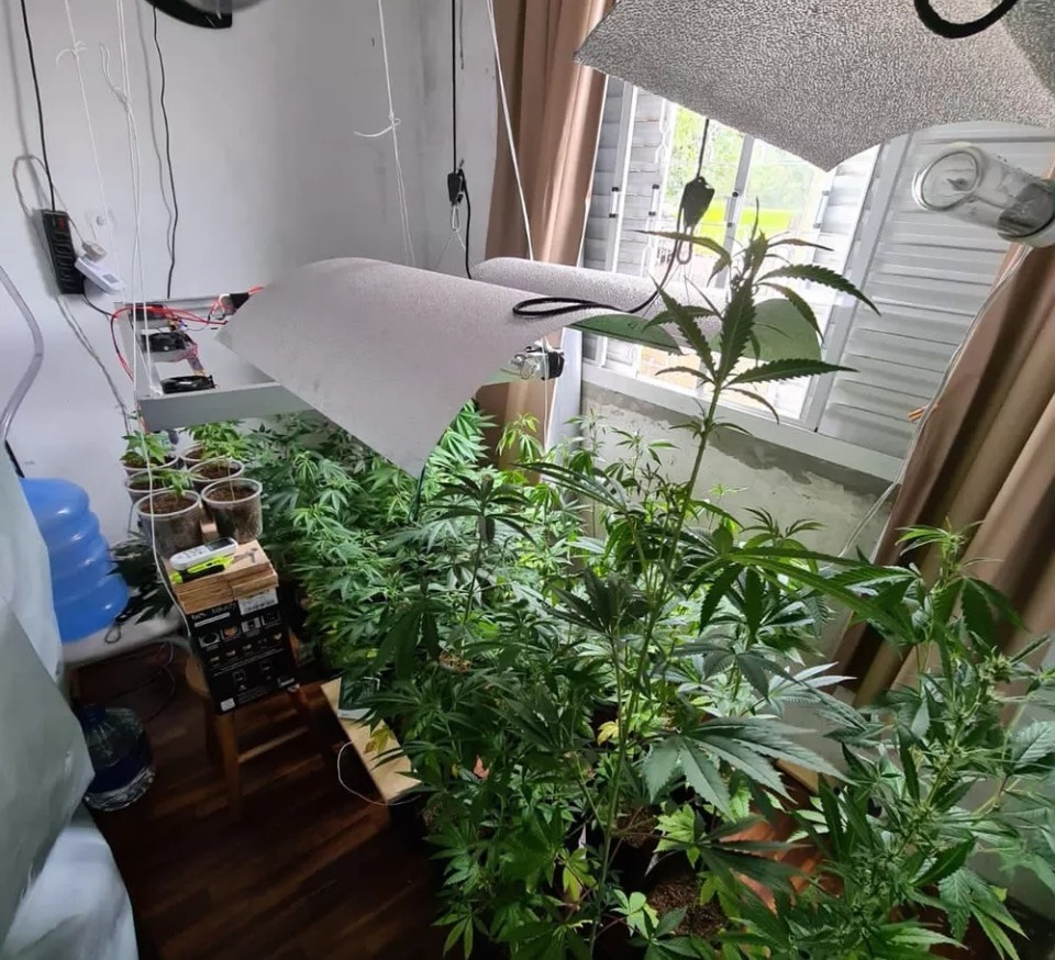 Plantação de maconha é apreendida dentro de imóvel