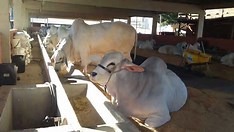 75 ª Exposição Agropecuária retorna em agosto