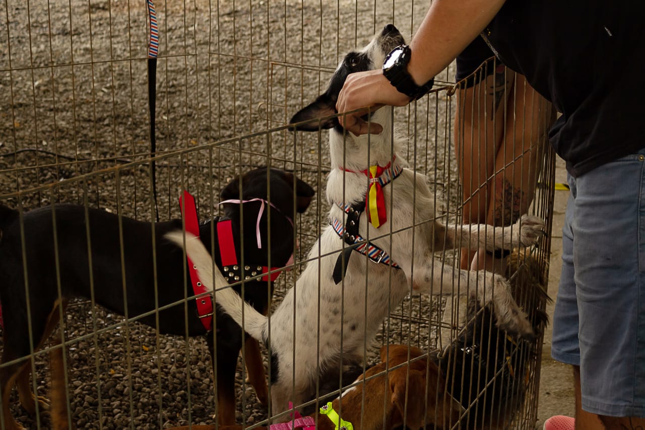 Passeio das Águas promove a 17ª edição do evento Adota Pet