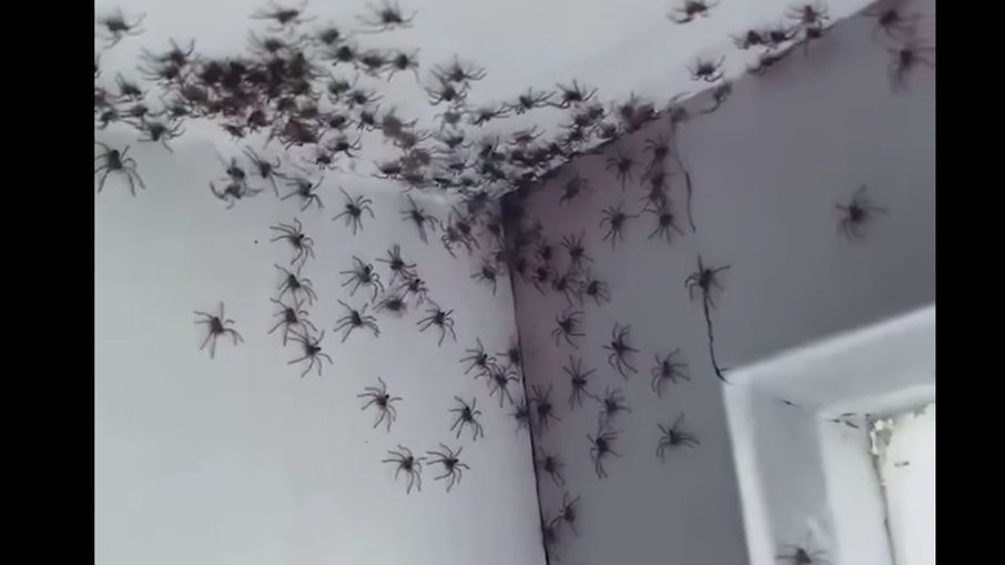 Aranhas gigantes invadem cidade para fugir de inundação na Austrália
