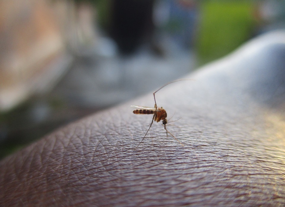 SMS de Aparecida alerta para cuidados com Aedes aegypti