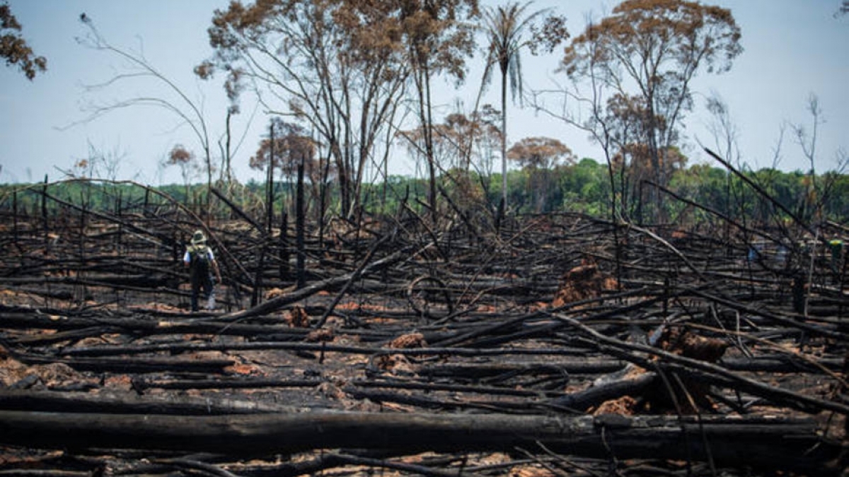 Desmate no Cerrado tem alta de 13%