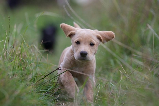 Cachorrinha volta pra casa após ser levada por assaltantes