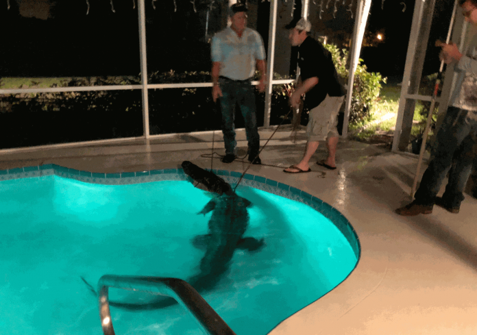 Jacaré de 3 metros invade piscina na Flórida. Veja o vídeo: