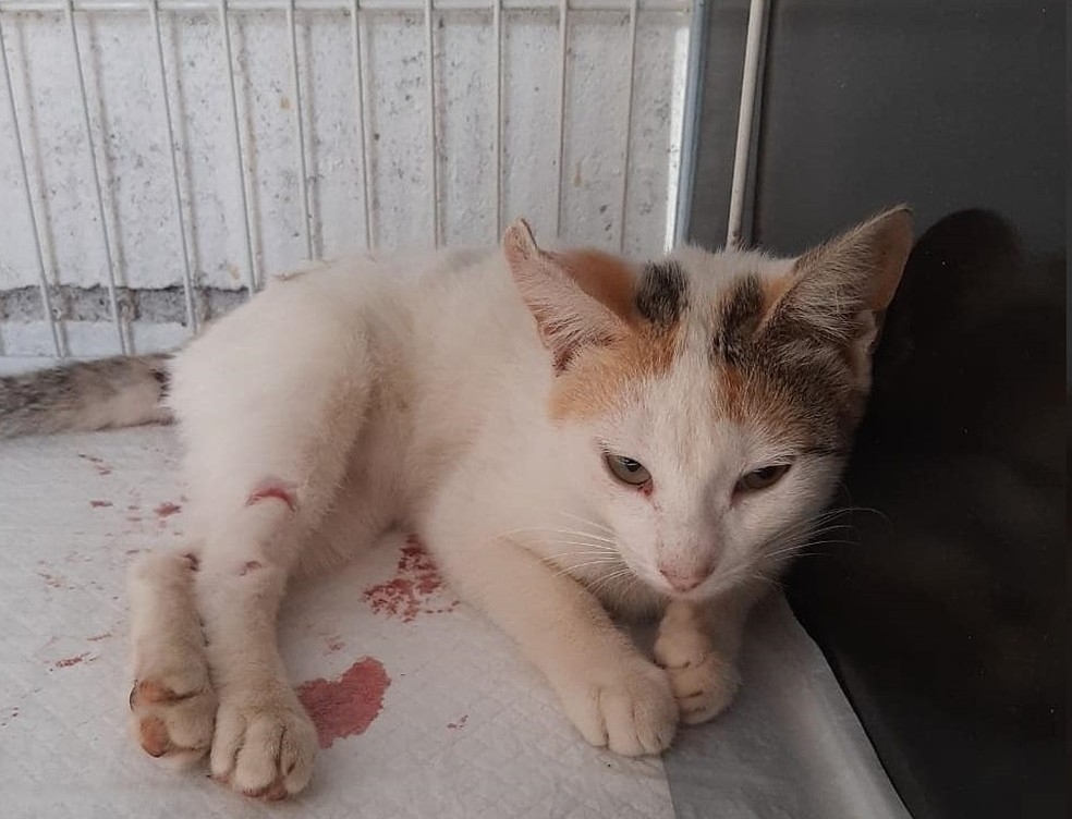 Gata morre após ser empalada e ter órgãos perfurados no interior de SP
