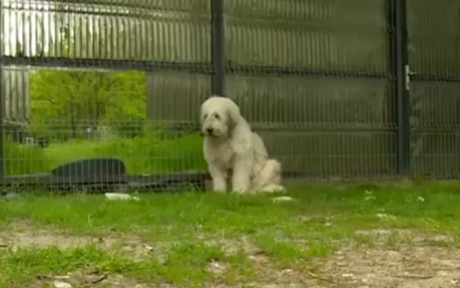 Cachorro fiel espera durante cinco anos volta de dono falecido