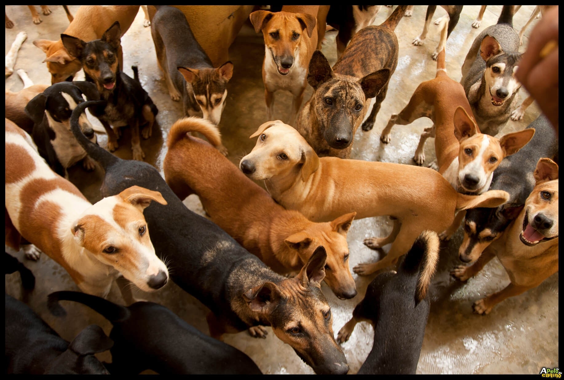 Município terá que resgatar e abrigar cães e gatos em situação de rua