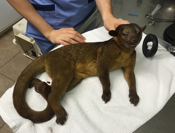 Idosa leva susto após acordar e ver animal exótico acariciando seu rosto
