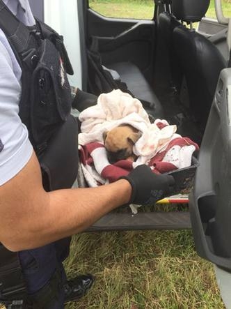 Dupla é detida após enterrarem cachorro vivo em ritual de magia