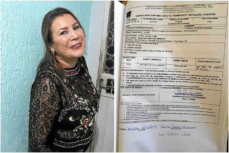 Servidora diz que Ibama não tem controle na emissão de licenças