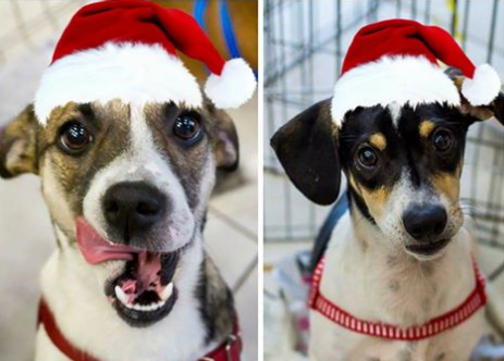 Feira de adoção de animais ocorre neste domingo em shopping de Goiânia