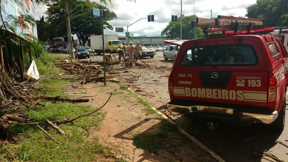 Árvore cai, atinge dois carros e fere senhora de 66 anos em Goiânia; veja vídeo