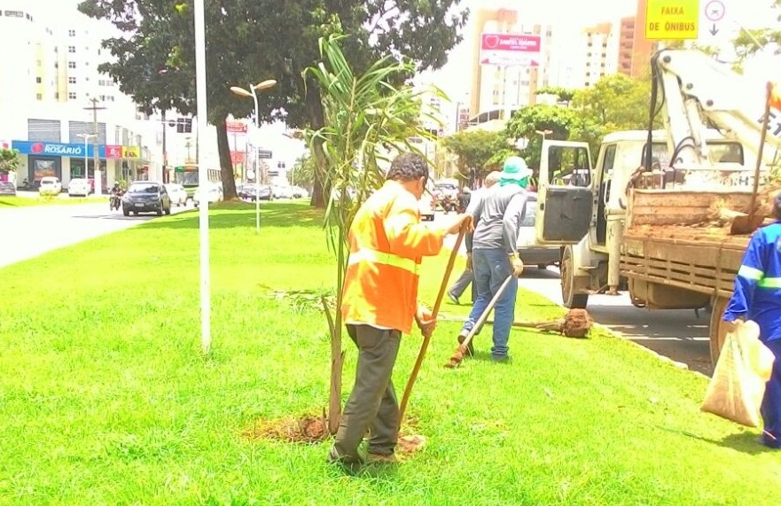 Praça Tamandaré recebe o plantio de 250 mudas de árvores