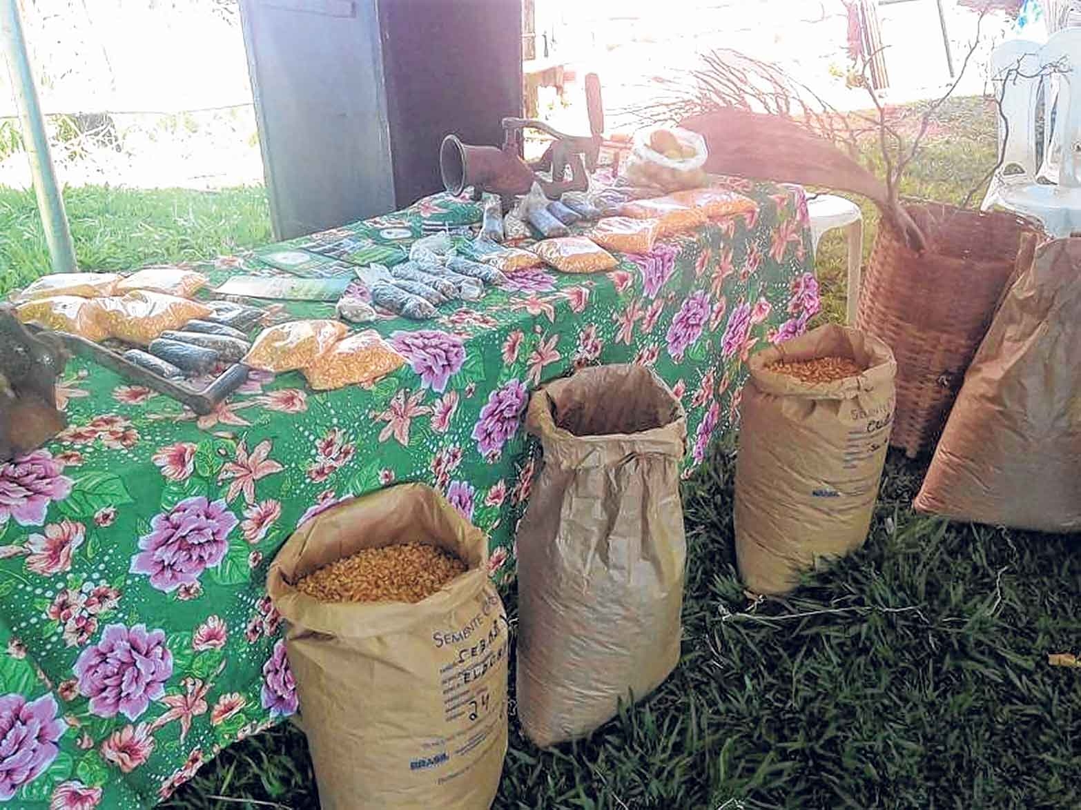 Sementes de graça