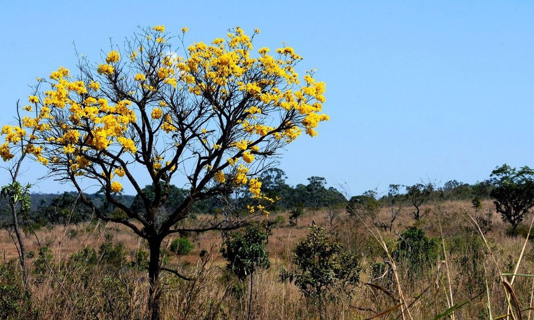 Operação Cerrado Vivo 2021  será lançada hoje