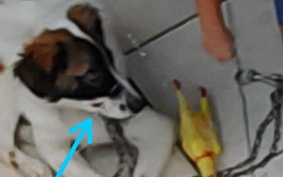 Preso suspeito de amarrar boca de cachorro com lacre de plástico