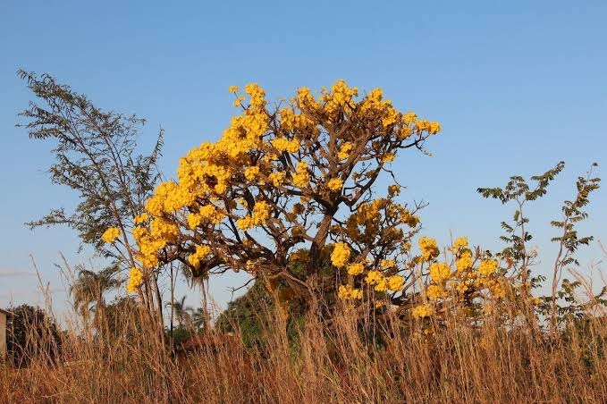 Dia Nacional do Cerrado: bioma já perdeu 50% da vegetação original