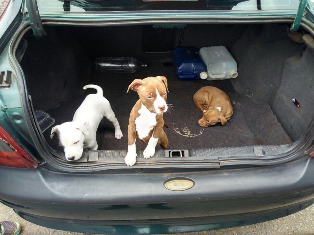 Justiça proíbe venda de animais nas ruas do DF