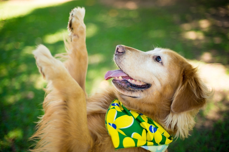 Temporada de jogos exige cuidados com cães e gatos