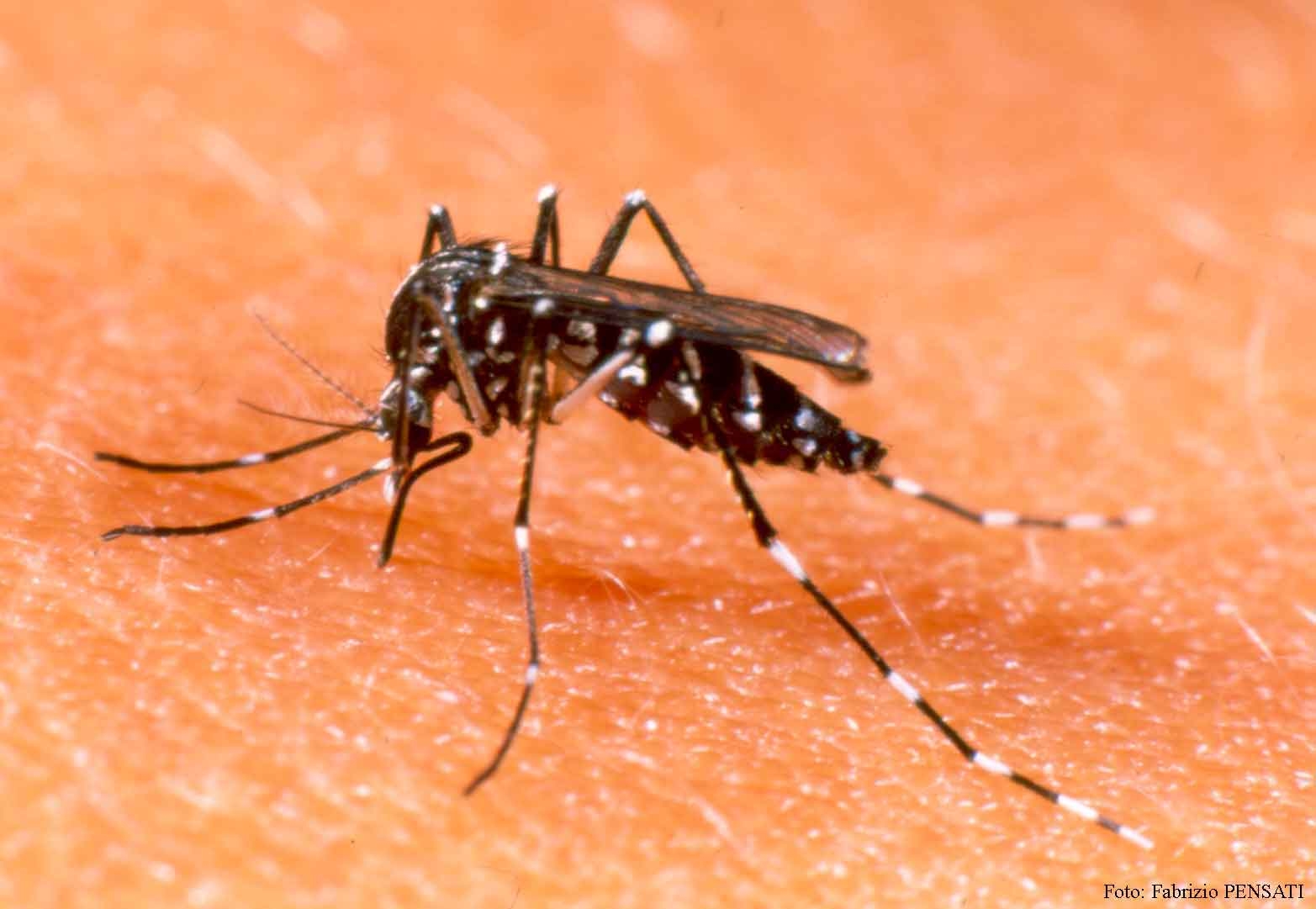 Casos de dengue crescem 62% no País em menos de um mês