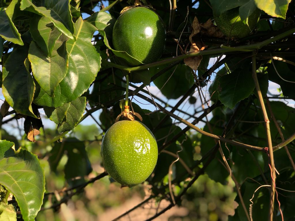 Abertas inscrições para o Projeto de Fruticultura Irrigada do Vão do Paranã
