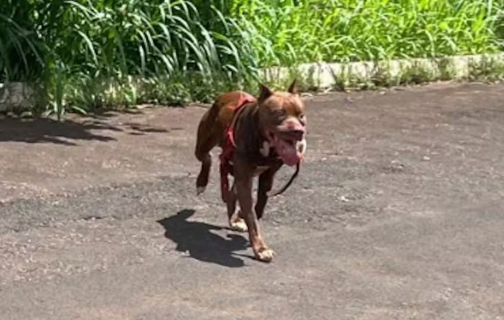 Pitbull é sacrificado após atacar outros cães