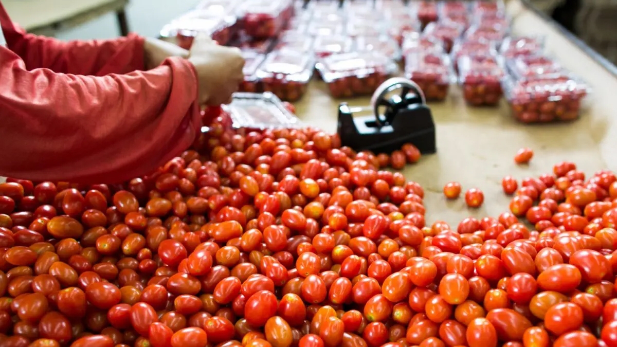 Safra de tomate em Goiás indica crescimento de 36,6% em 2024