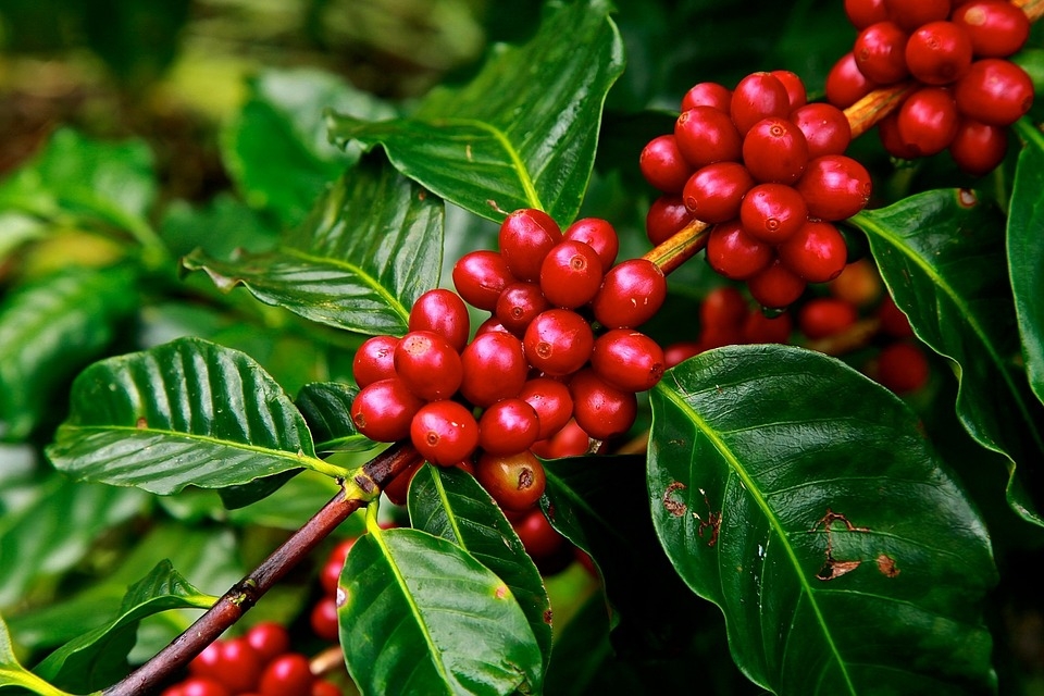 Após dois meses fechados cafés voltam a ser frequentados na França