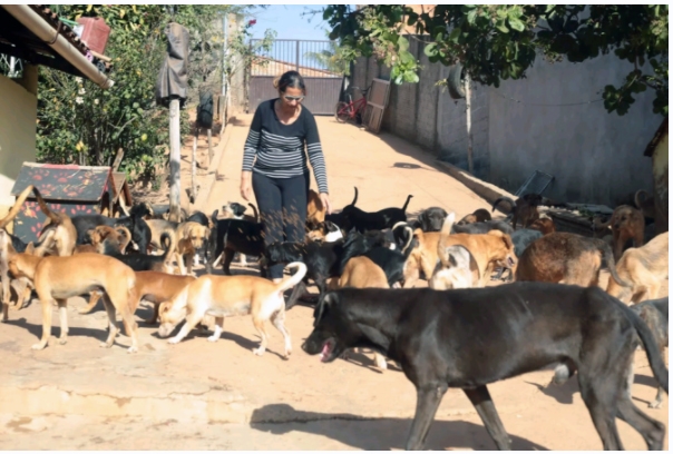 Uma Ong de cãopanheiros