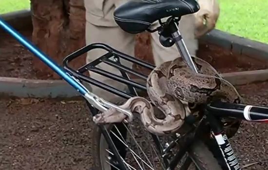 Cobra é encontrada enrolada em banco de bicicleta em Itumbiara