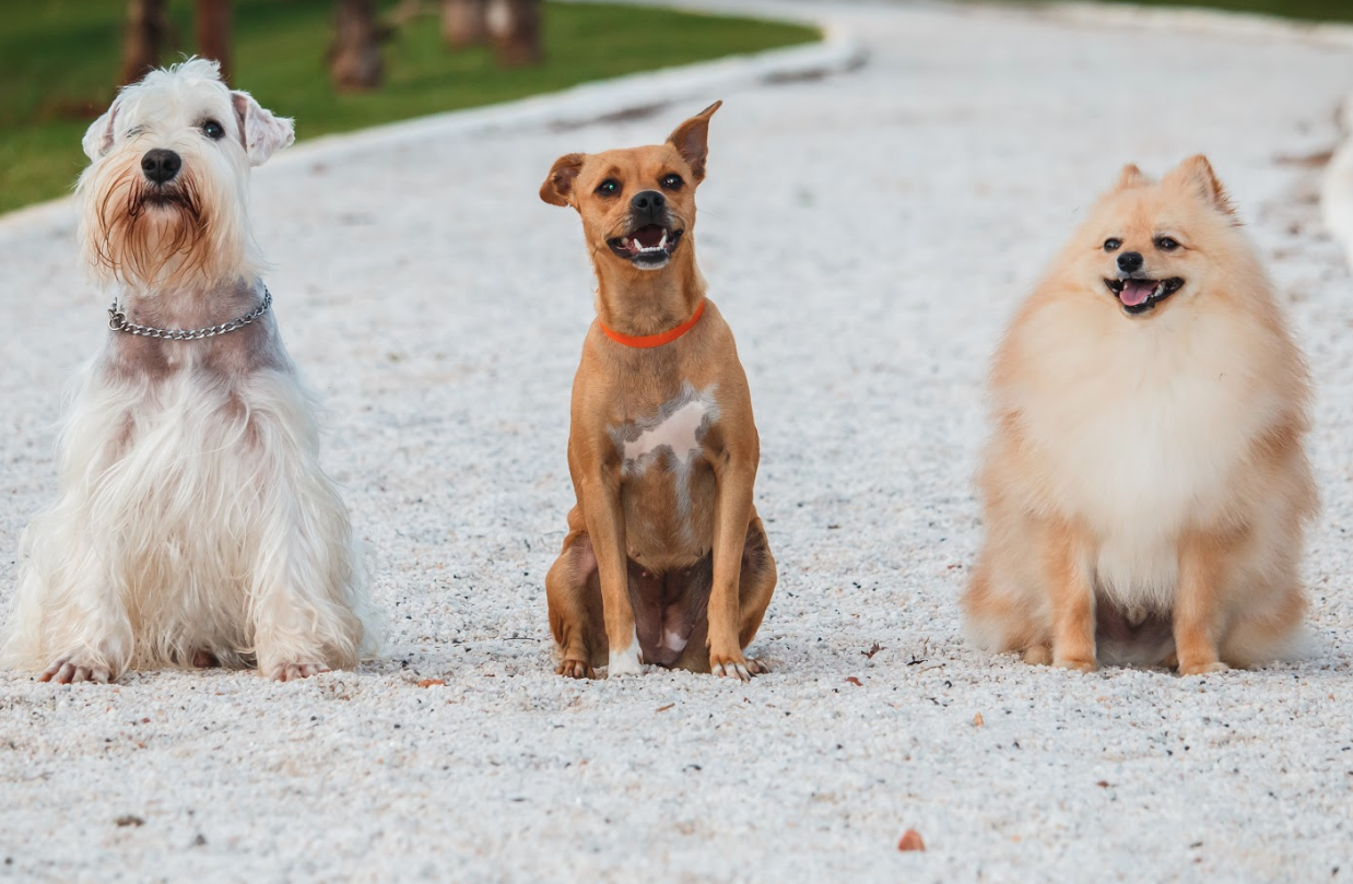 Goiânia recebe evento gratuito especializado para cães neste domingo