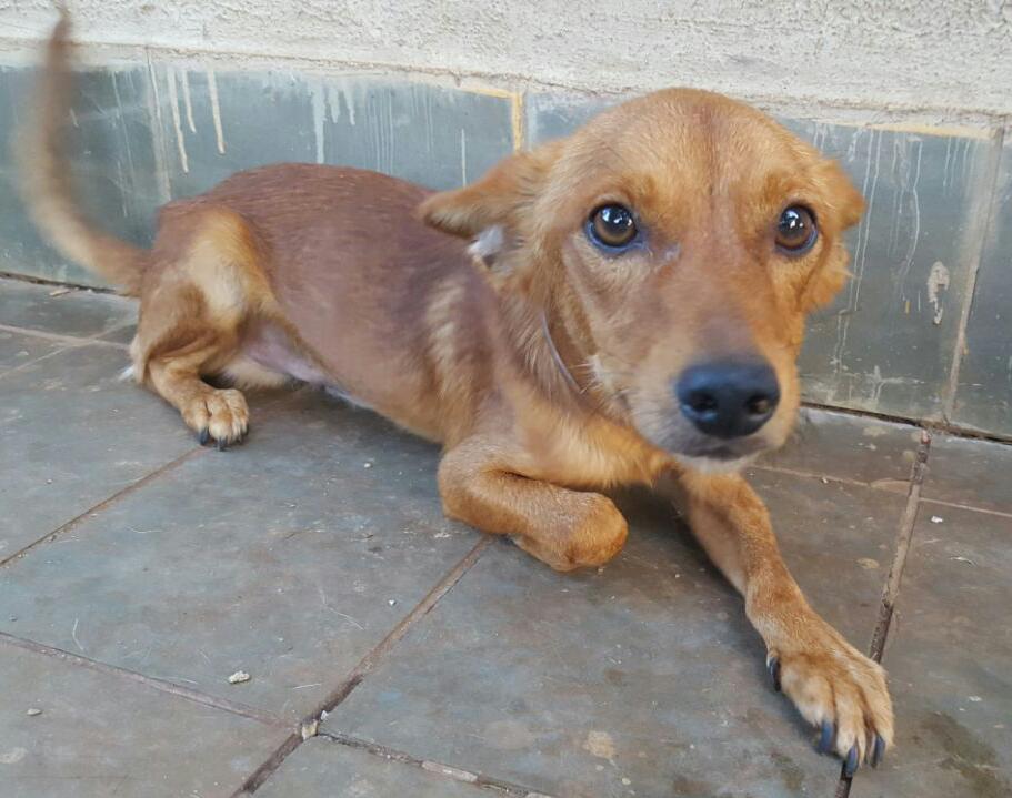 Goiânia recebe feira de adoção de animais neste domingo