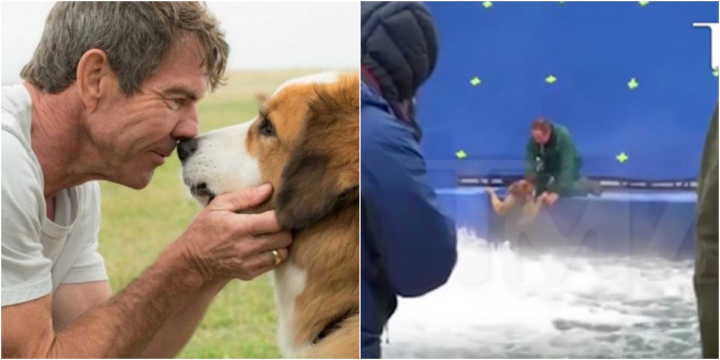 Imagens vazam e revelam maus-tratos a um cão durante gravações do filme “4 Vidas