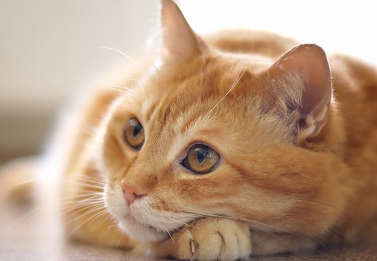 Com “gato” comprovado, Paulista é eliminado