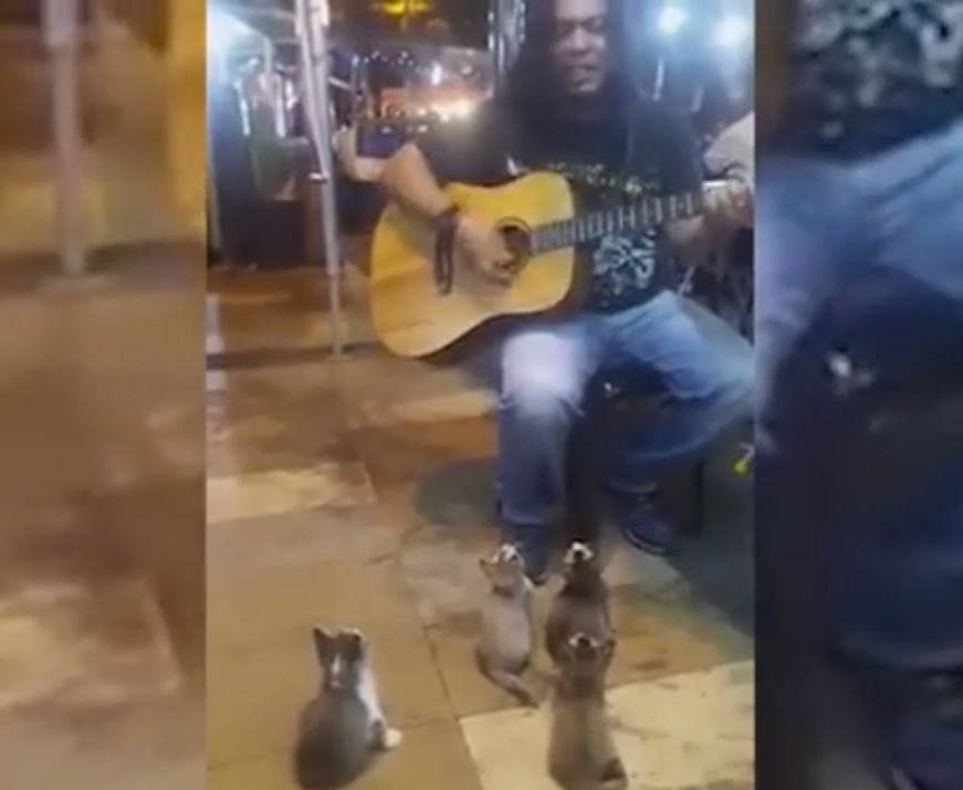 Músico de rua toca para público formado por… gatinhos!
