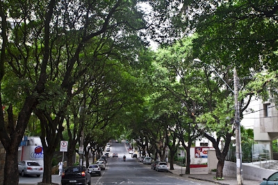 Árvores urbanas merecem um cuidado especial