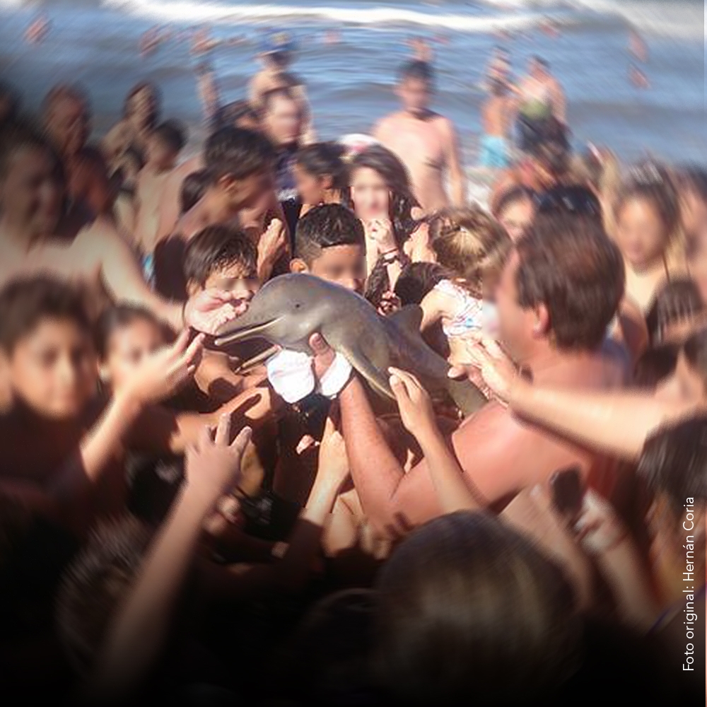 Uma canção ao golfinho  da praia de Santa Teresita